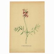 Illustration ancienne de 1948 de fleurs des prés par H.Strache - Esparcette