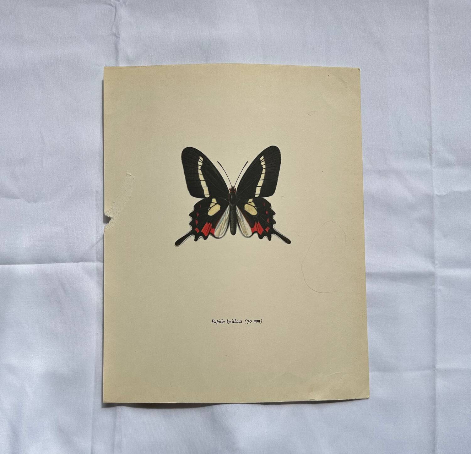 Antique Butterfly Engraving Lithograph Naturalist Botanical Plate