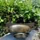 Large fruit bowl with mascaron signed WMF, Art Nouveau period.