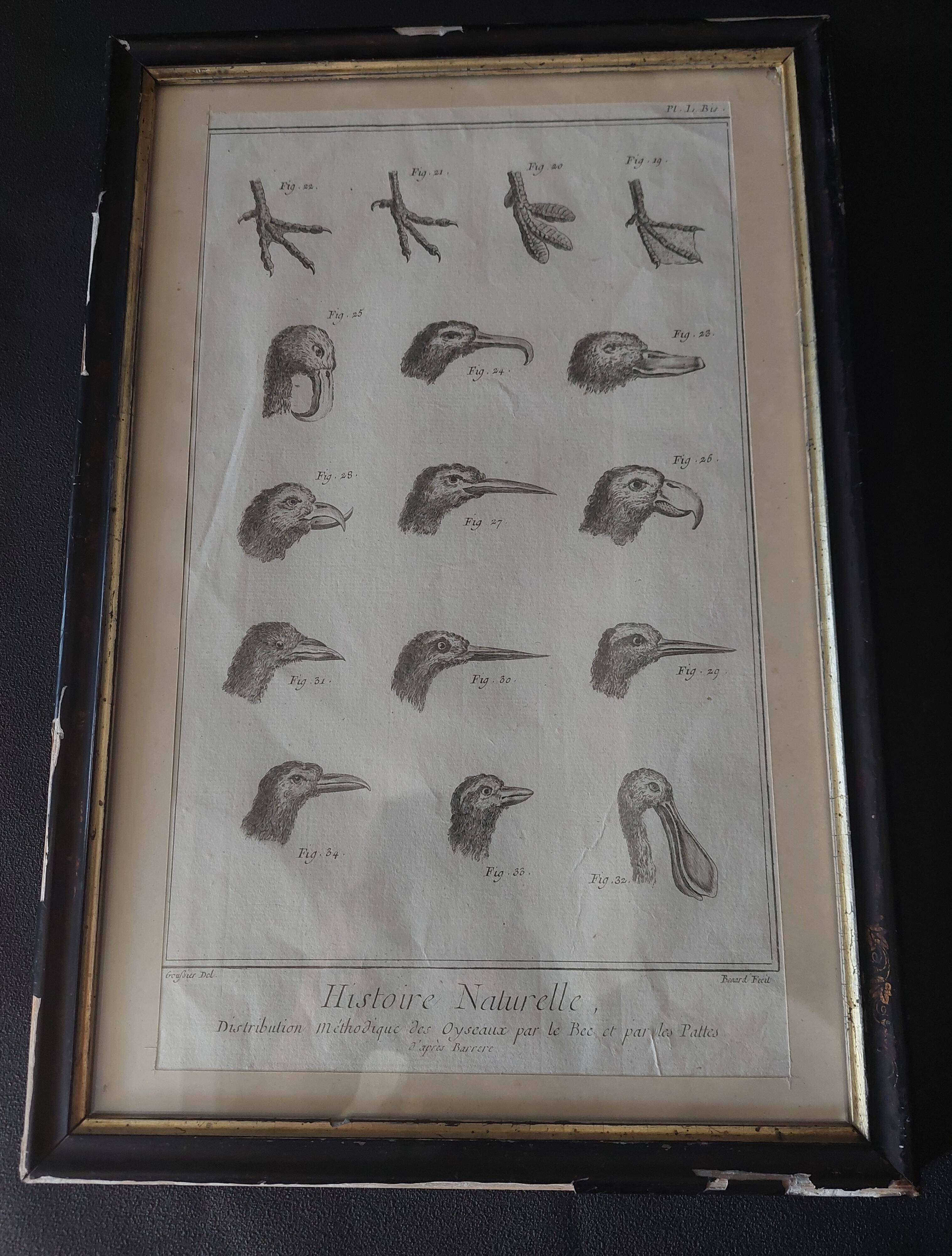 Animal engraving from the 18th century.