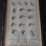 Animal engraving from the 18th century.