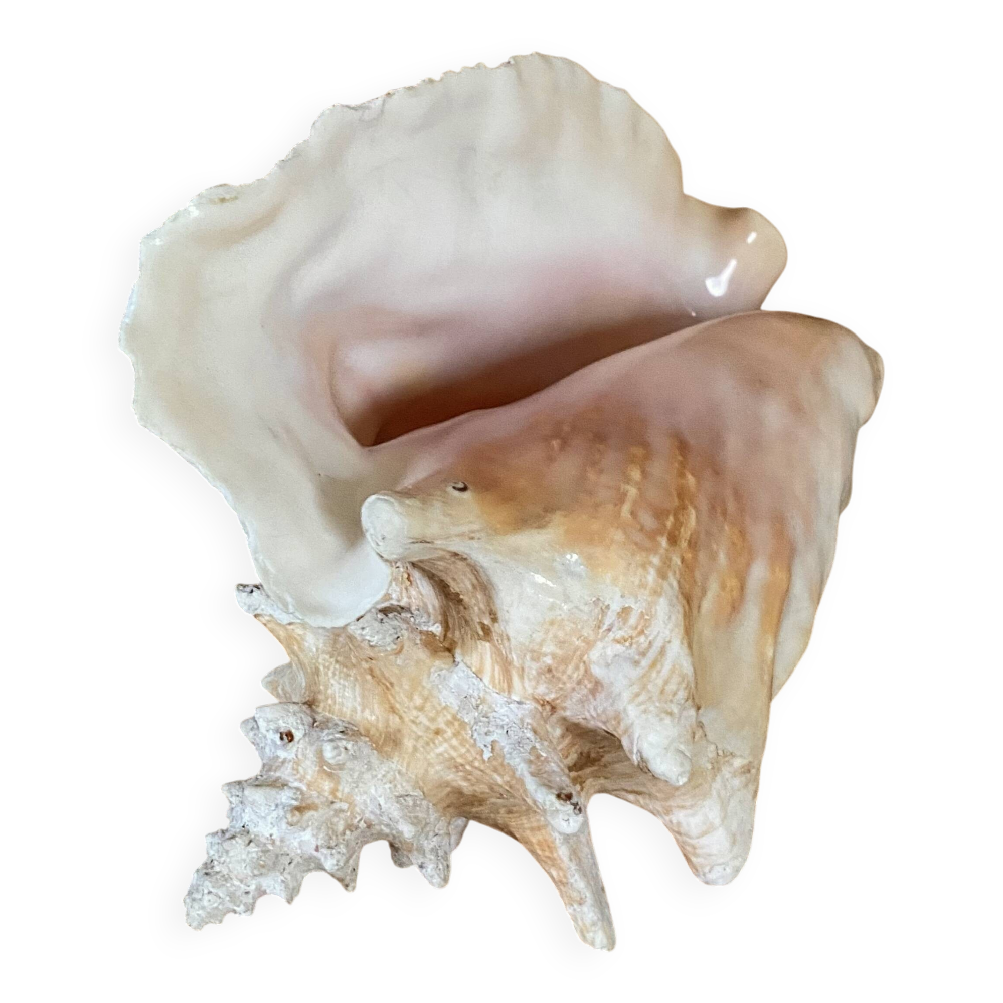 Florida shell