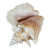 Florida shell