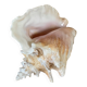 Florida shell