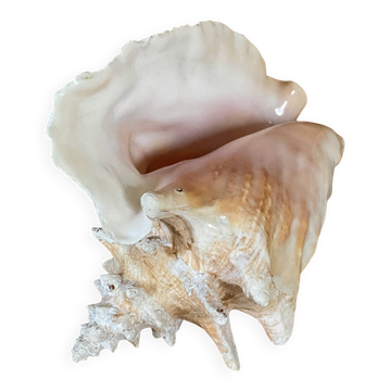 Florida shell