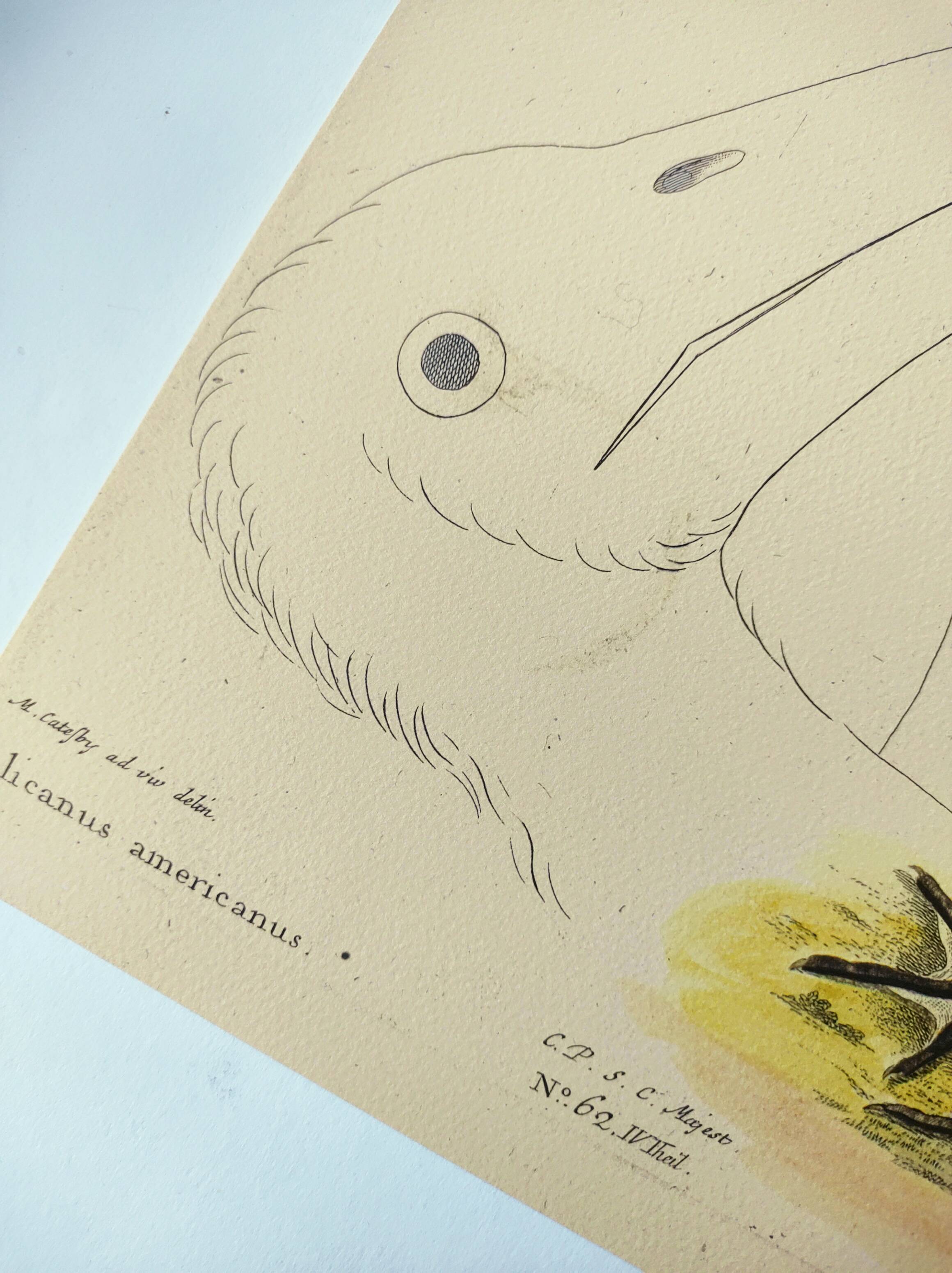 Antique bird engraving - American Pelican - Zoological plate by Seligmann & Catesby