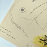 Antique bird engraving - American Pelican - Zoological plate by Seligmann & Catesby