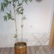 Bamboo and brass plant holder, 1970s