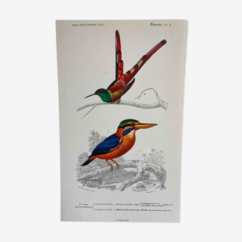 Planche ornithologique Martin Chasseur