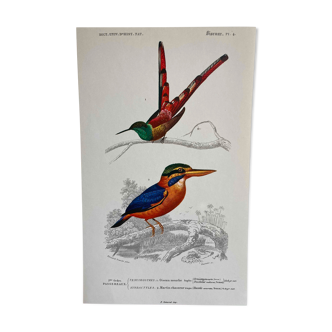 Planche ornithologique Martin Chasseur