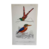 Planche ornithologique Martin Chasseur