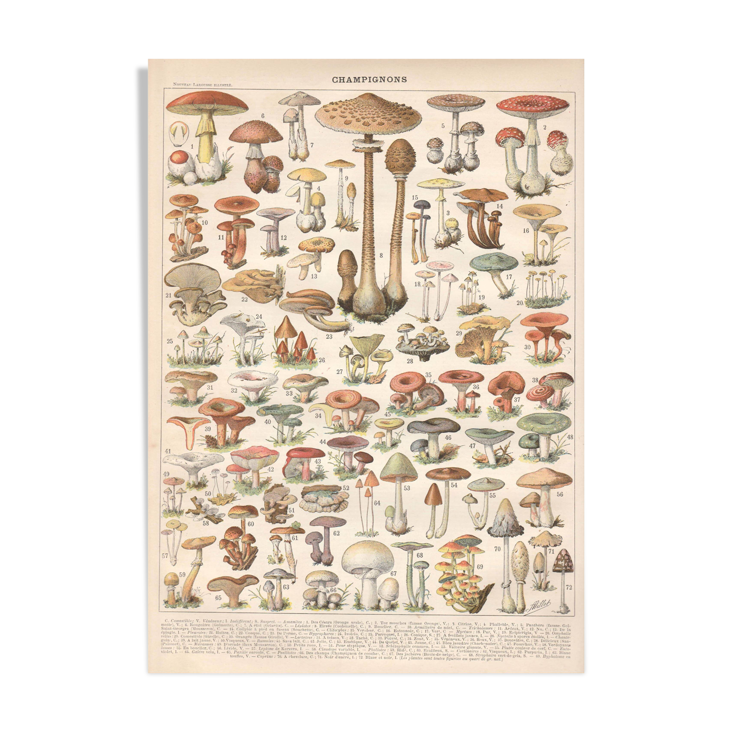 Lithograph plate of mushrooms 1900