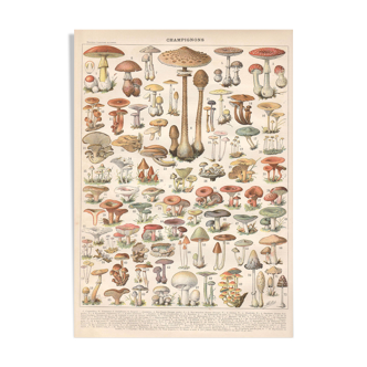 Lithograph plate of mushrooms 1900