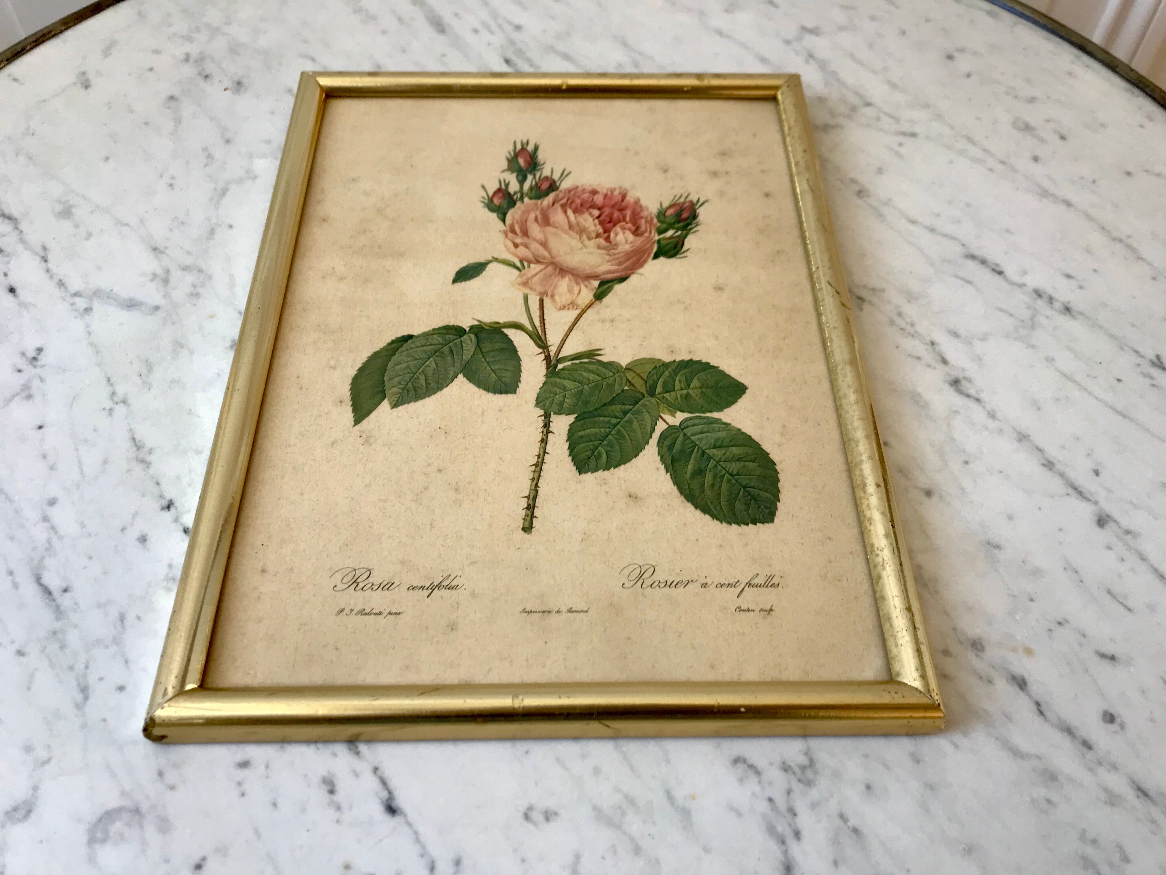 Lithograph antique engraving "Rosa" by J.P. Redouté