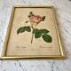 Lithograph antique engraving "Rosa" by J.P. Redouté