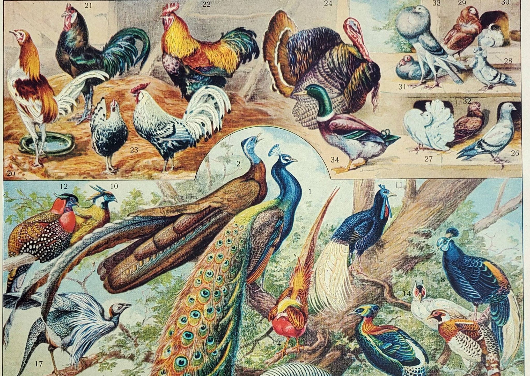 Antique engraving 1928, Birds 3, ornithology, birds • Lithograph, original illustration