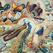 Antique engraving 1928, Birds 3, ornithology, birds • Lithograph, original illustration