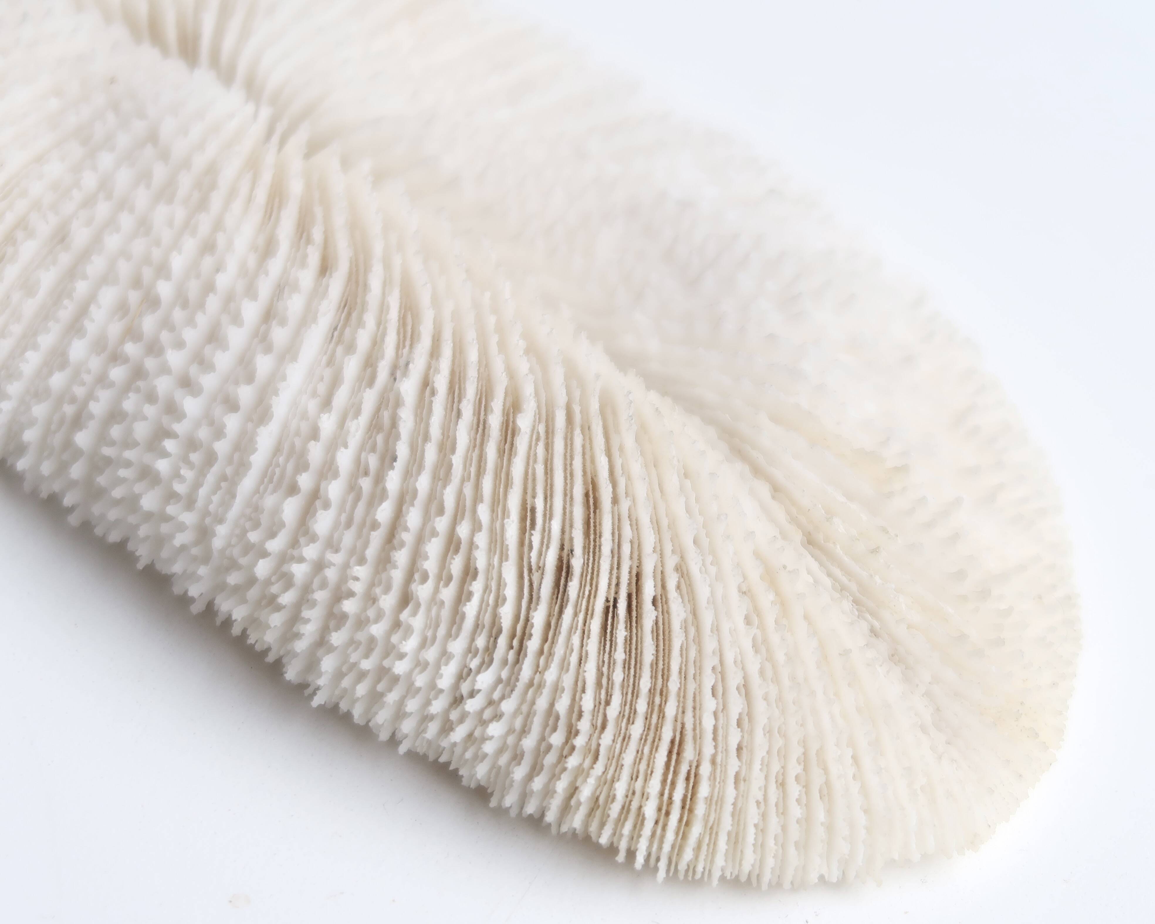 White coral, cabinet of curiosities, 70s