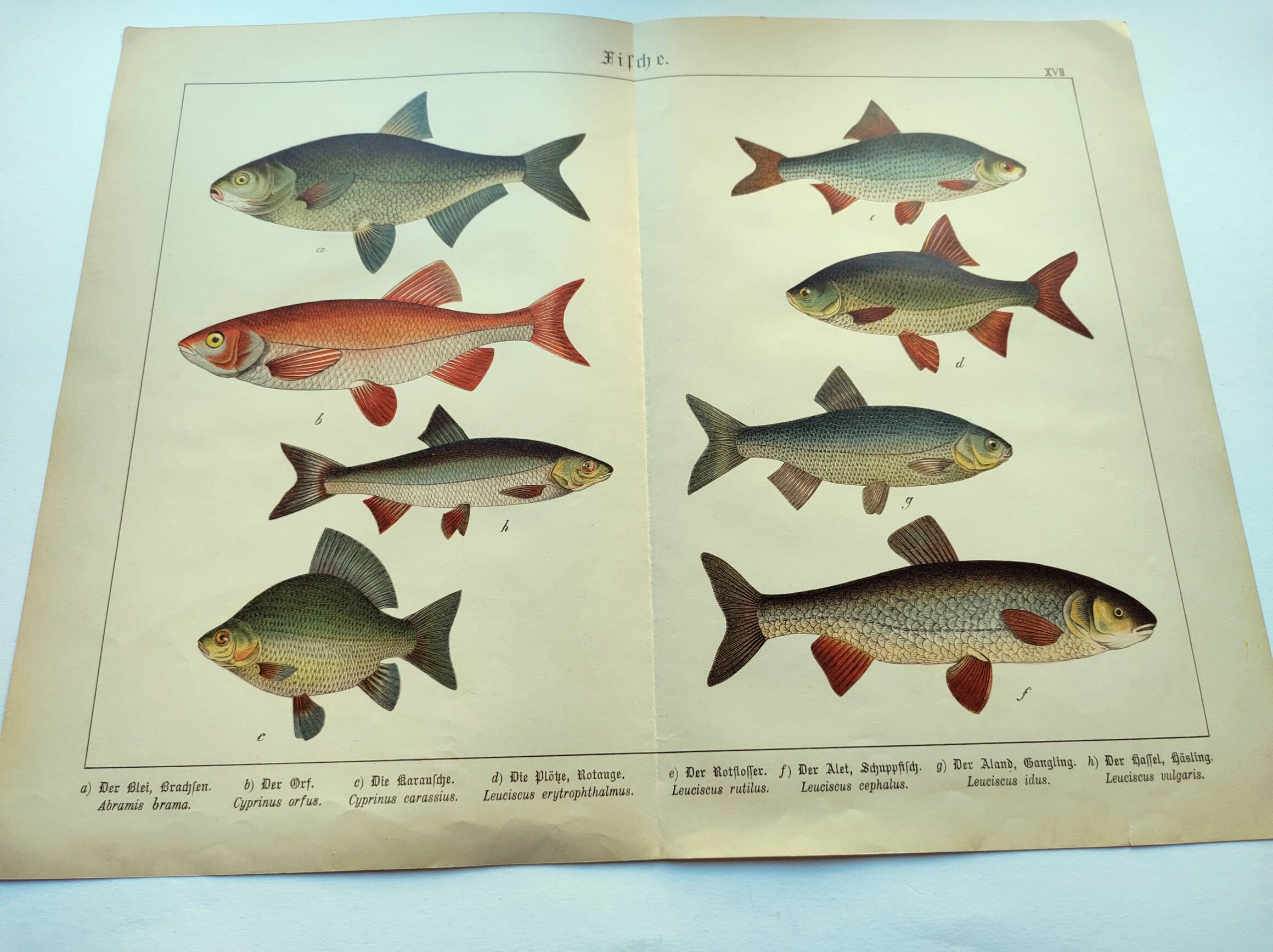 1898 Engraving - Fish - Bream and Rudd. Vintage Lithograph