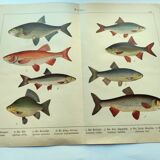 1898 Engraving - Fish - Bream and Rudd. Vintage Lithograph