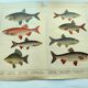 1898 Engraving - Fish - Bream and Rudd. Vintage Lithograph
