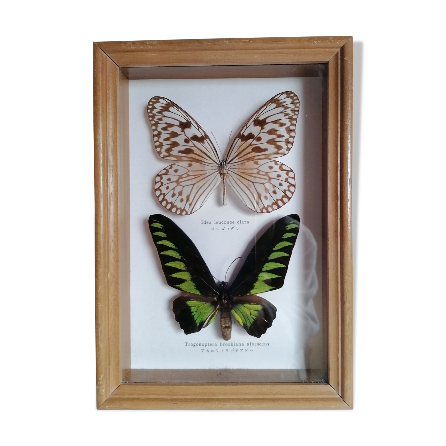 Butterflies taxidermy