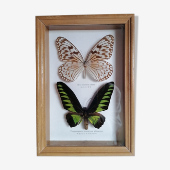 Papillons taxidermie