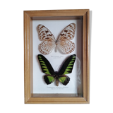 Butterflies taxidermy
