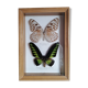 Papillons taxidermie