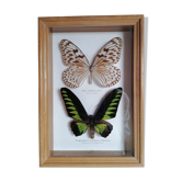 Papillons taxidermie