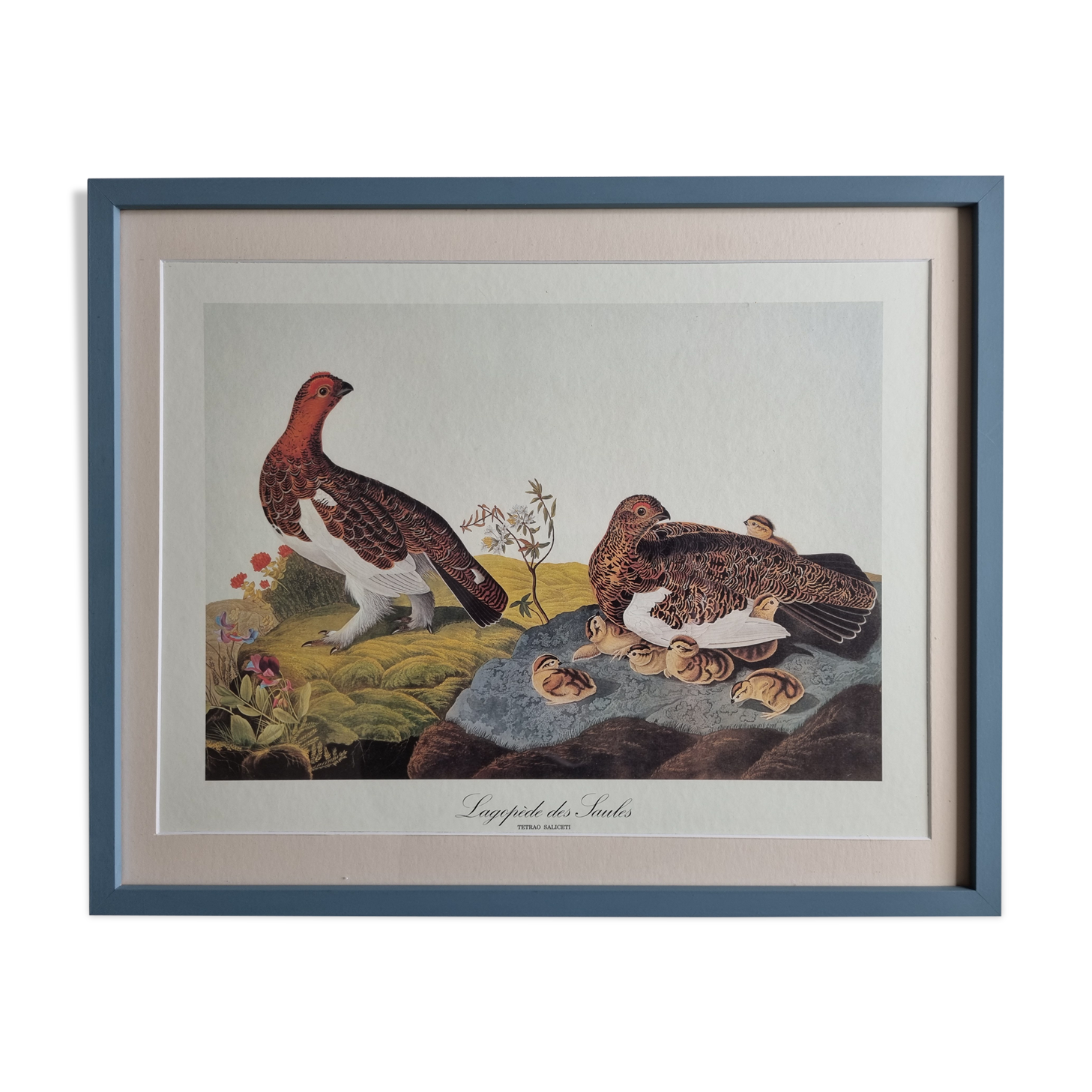 Vintage reproduction after Jean-Jacques Audubon, ornithology, Ptarmigan of the Willows
