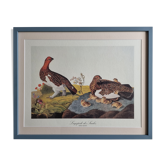 Reproduction vintage d'après Jean-Jacques Audubon, ornithologie, Lagopède des Saules