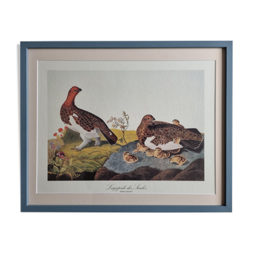 Vintage reproduction after Jean-Jacques Audubon, ornithology, Ptarmigan of the Willows