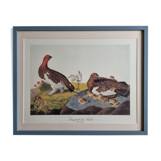 Reproduction vintage d'après Jean-Jacques Audubon, ornithologie, Lagopède des Saules