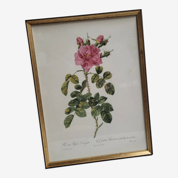 Frame lithograph rosier four seasons with variegated leaves