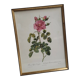 Frame lithograph rosier four seasons with variegated leaves