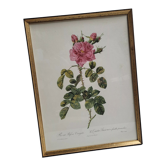 Frame lithograph rosier four seasons with variegated leaves
