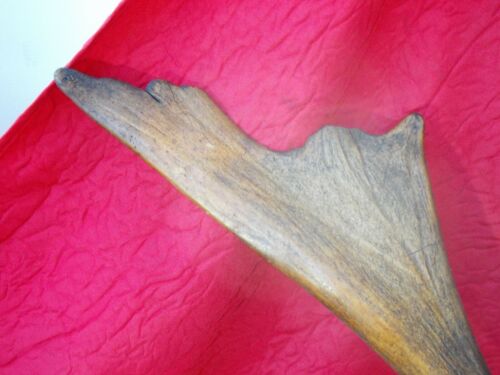 Hunting trophy old deer antlers or elk