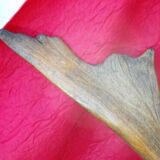 Hunting trophy old deer antlers or elk