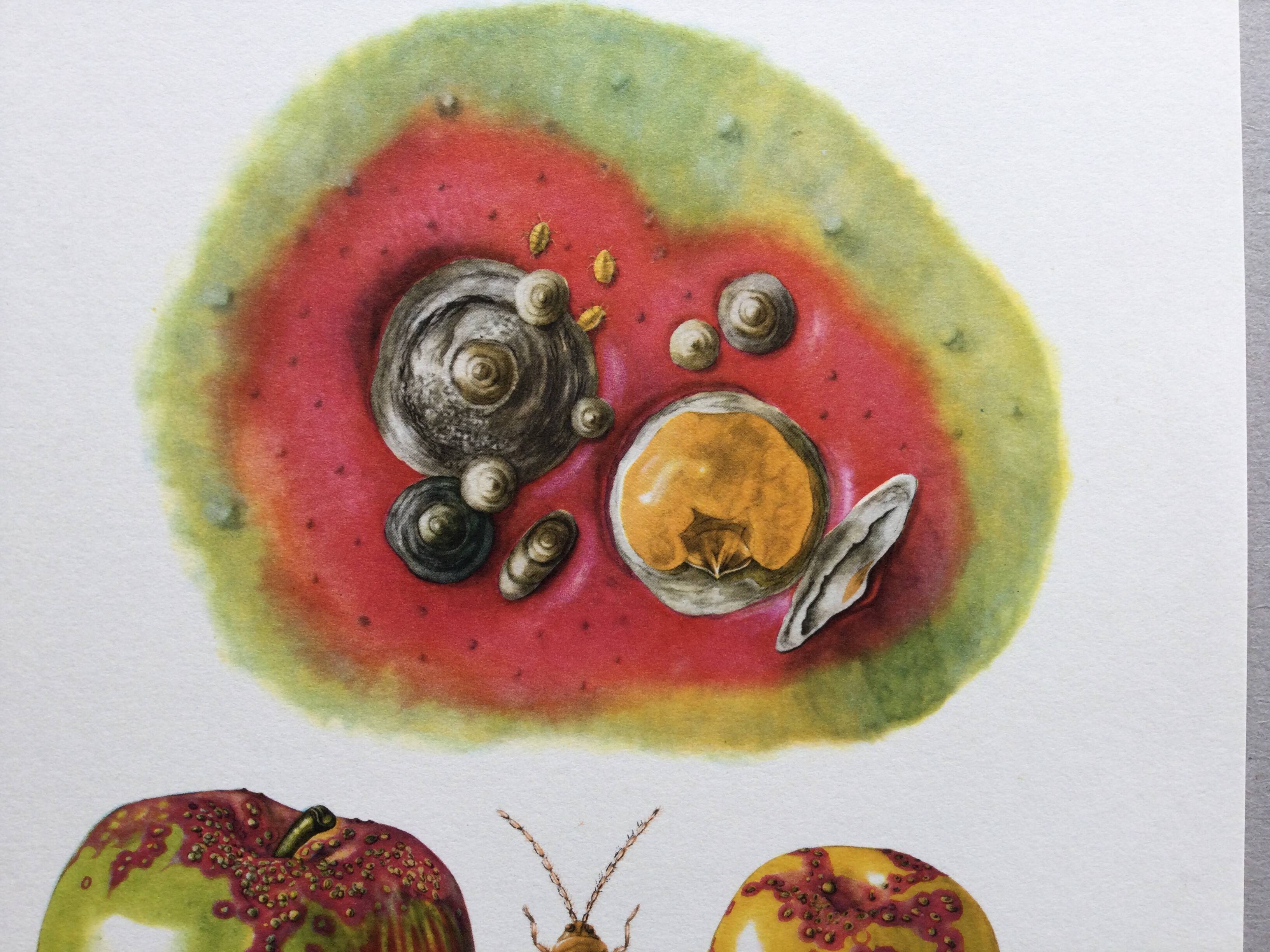 Botanical poster 'Insects' Antique illustration, 1960s