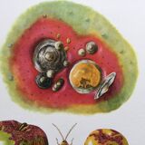 Affiche botanique 'Insectes' Illustration ancienne, années 60