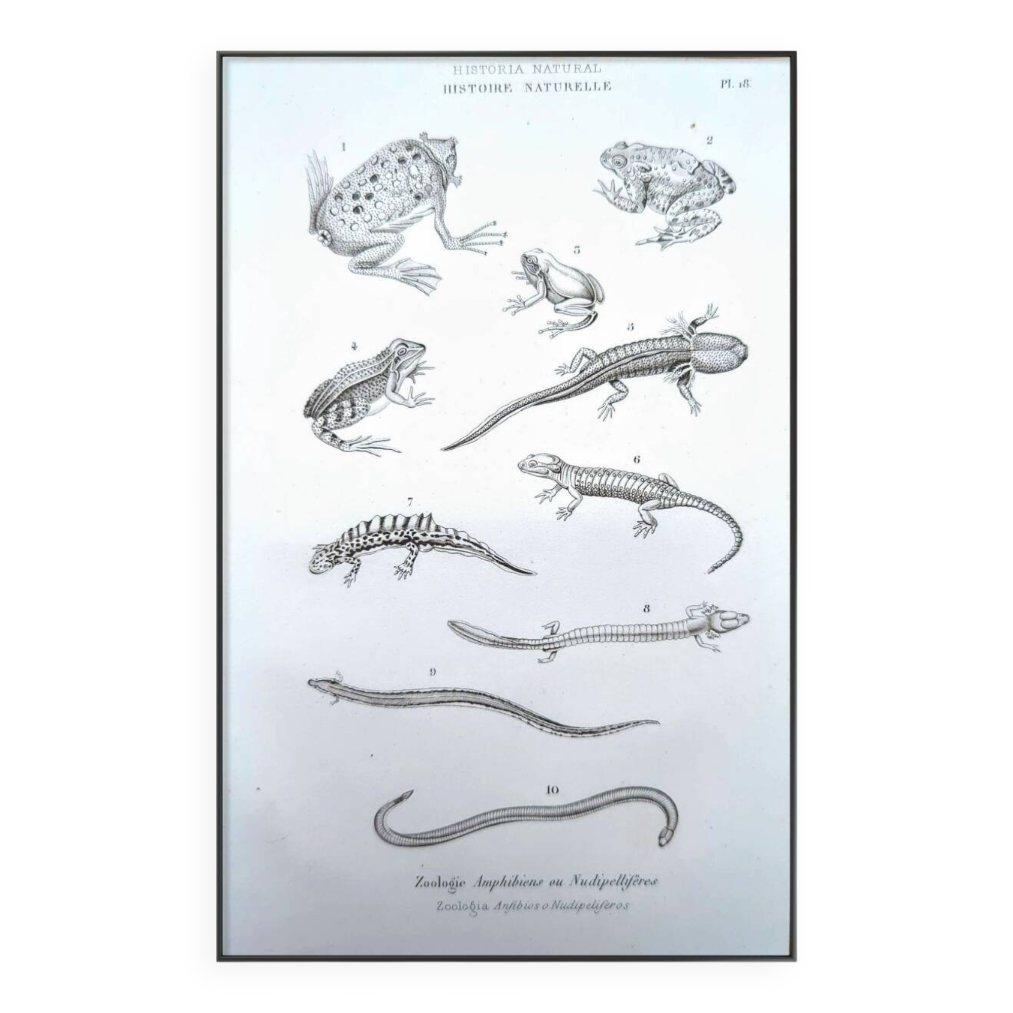 Printed in 1851, Natural History, Amphibians.