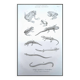 Printed in 1851, Natural History, Amphibians.