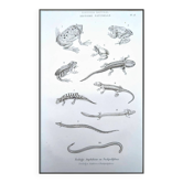Printed in 1851, Natural History, Amphibians.
