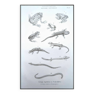 Imprimée en 1851, Histoire Naturelle, Les Amphibiens.