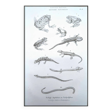 Printed in 1851, Natural History, Amphibians.