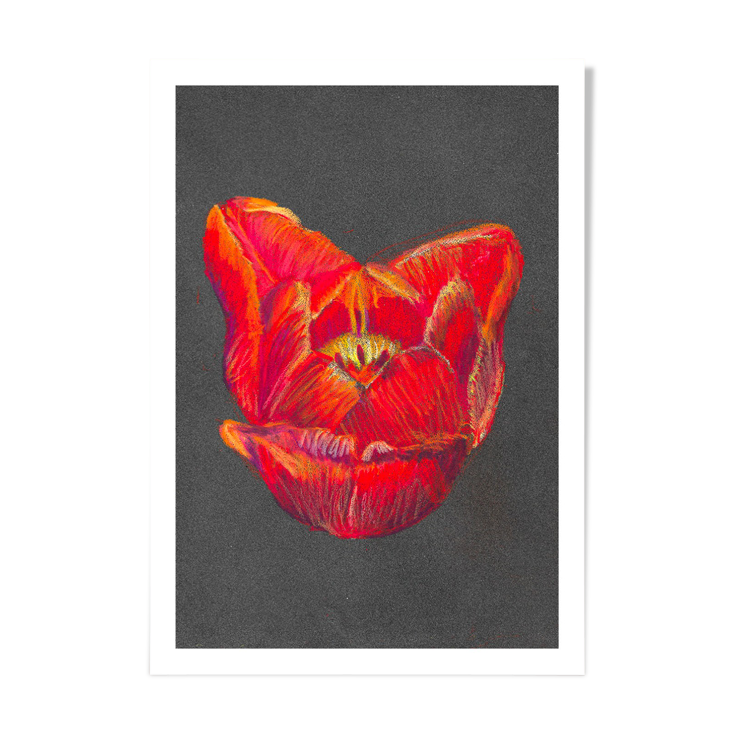 Nature morte - Coeur de tulipe