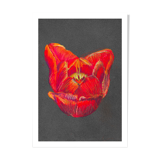 Nature morte - Coeur de tulipe