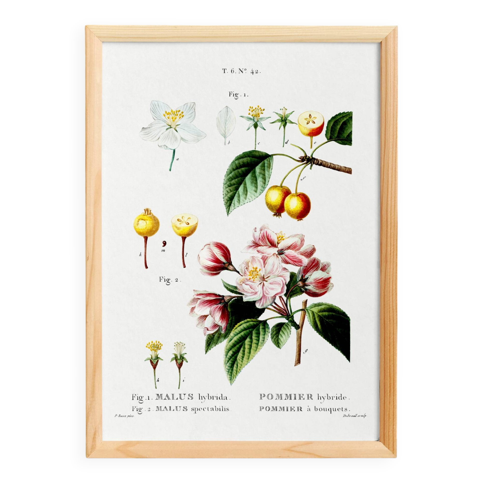 Vintage poster of the hybrid apple tree, after an 1802 engraving