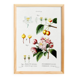 Vintage poster of the hybrid apple tree, after an 1802 engraving